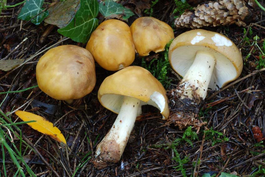 Calocybe gambosa fuori stagione